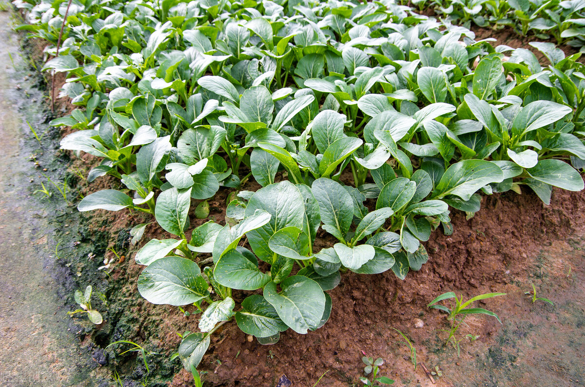青菜什么时候种植最好（小白菜种植时间和方法）