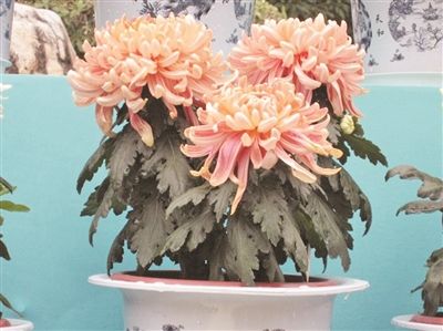 什么季节菊花开（知识科普关于菊花的开花期）