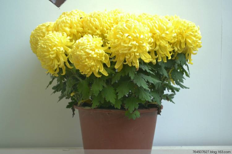 什么季节菊花开（知识科普关于菊花的开花期）