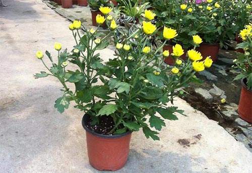 什么季节菊花开（知识科普关于菊花的开花期）