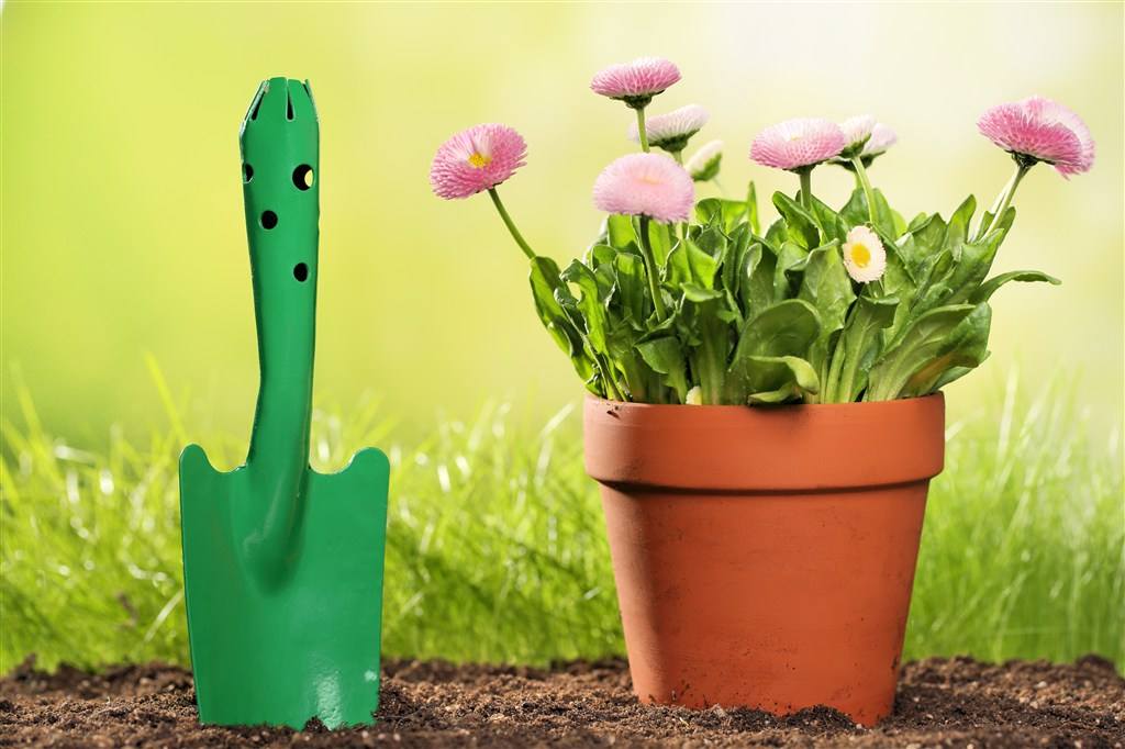 什么季节菊花开（知识科普关于菊花的开花期）