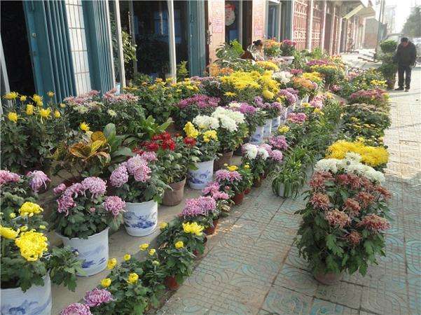 什么季节菊花开（知识科普关于菊花的开花期）