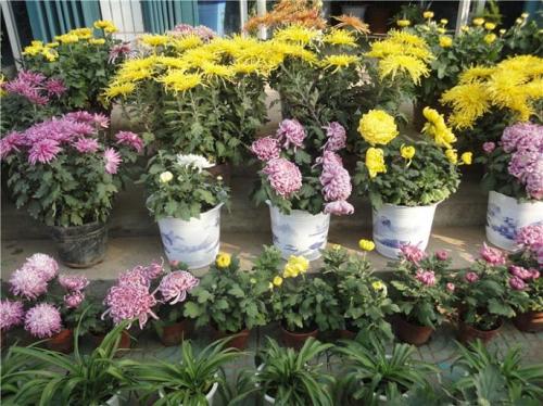 什么季节菊花开（知识科普关于菊花的开花期）