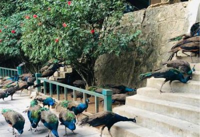 ​过午不食坚持多久会瘦