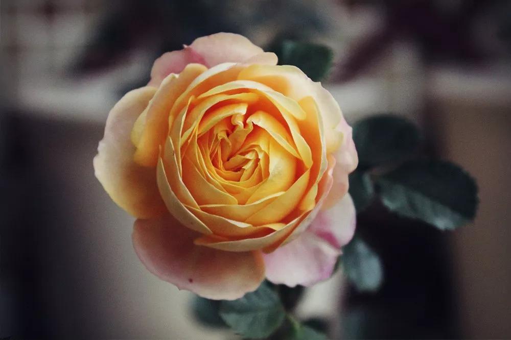 橘色玫瑰花语（一篇文章认全花店必备80种玫瑰花）