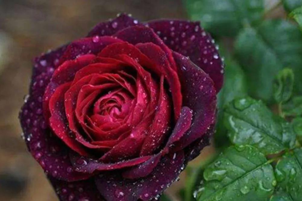 橘色玫瑰花语（一篇文章认全花店必备80种玫瑰花）