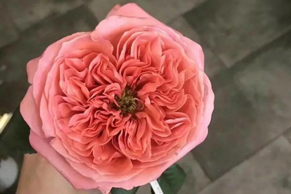 橘色玫瑰花语（一篇文章认全花店必备80种玫瑰花）