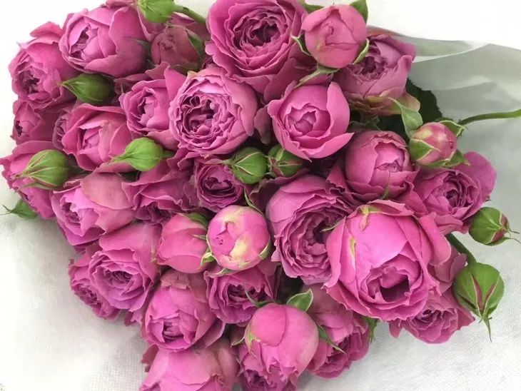 橘色玫瑰花语（一篇文章认全花店必备80种玫瑰花）