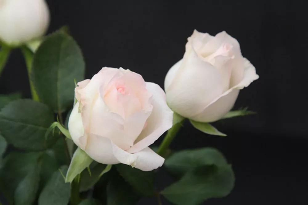 橘色玫瑰花语（一篇文章认全花店必备80种玫瑰花）