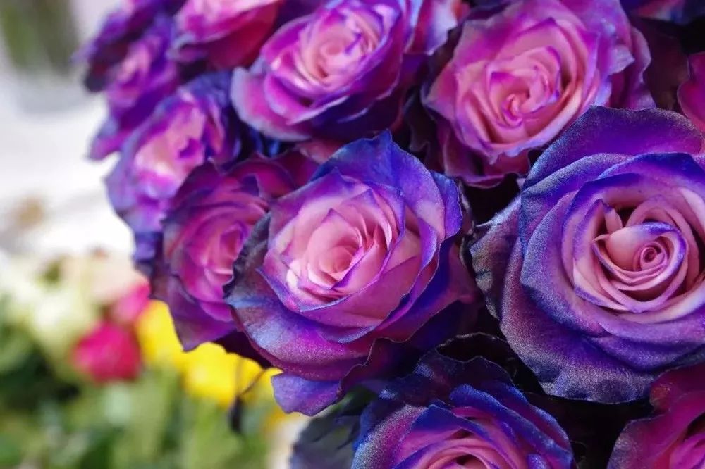 橘色玫瑰花语（一篇文章认全花店必备80种玫瑰花）