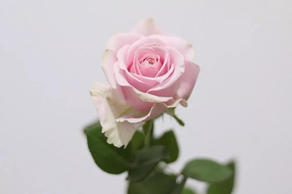 橘色玫瑰花语（一篇文章认全花店必备80种玫瑰花）