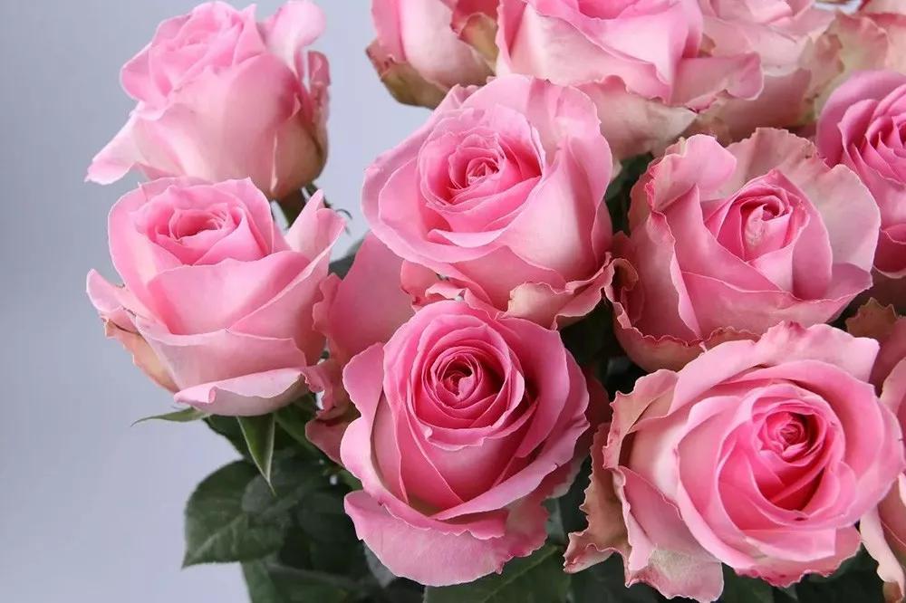 橘色玫瑰花语（一篇文章认全花店必备80种玫瑰花）