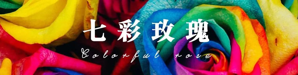 橘色玫瑰花语（一篇文章认全花店必备80种玫瑰花）