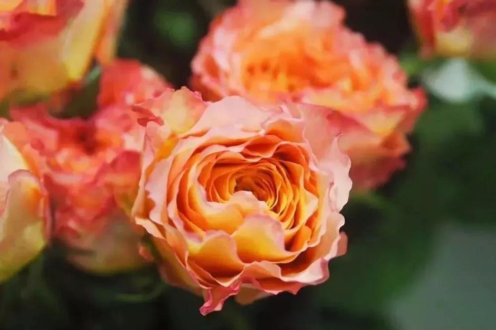 橘色玫瑰花语（一篇文章认全花店必备80种玫瑰花）