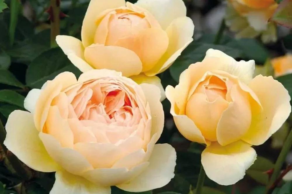 橘色玫瑰花语（一篇文章认全花店必备80种玫瑰花）