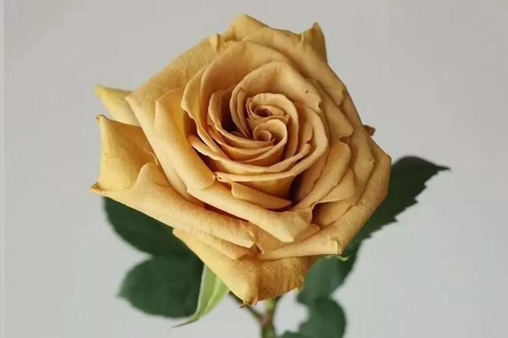 橘色玫瑰花语（一篇文章认全花店必备80种玫瑰花）