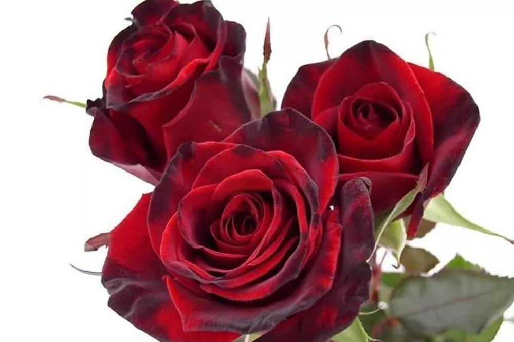 橘色玫瑰花语（一篇文章认全花店必备80种玫瑰花）