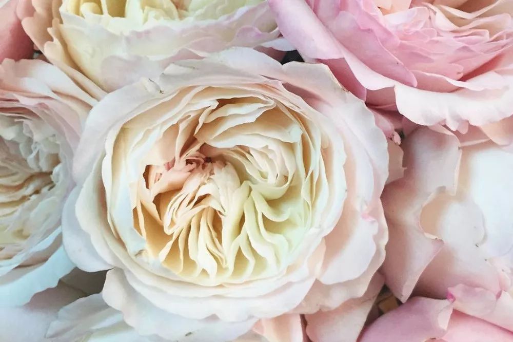 橘色玫瑰花语（一篇文章认全花店必备80种玫瑰花）