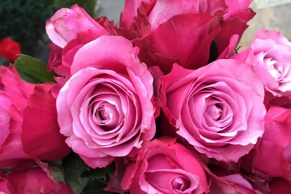 橘色玫瑰花语（一篇文章认全花店必备80种玫瑰花）