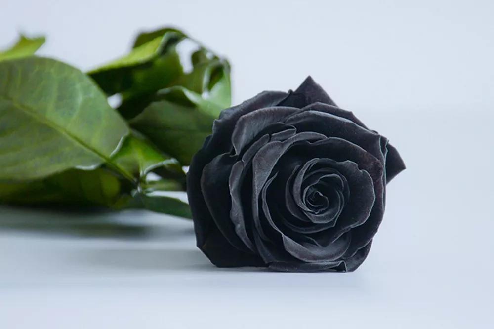 橘色玫瑰花语（一篇文章认全花店必备80种玫瑰花）