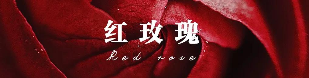 橘色玫瑰花语（一篇文章认全花店必备80种玫瑰花）