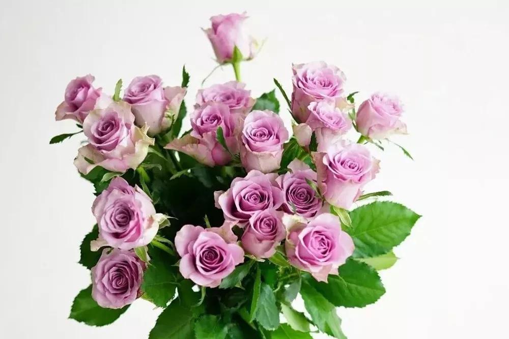 橘色玫瑰花语（一篇文章认全花店必备80种玫瑰花）