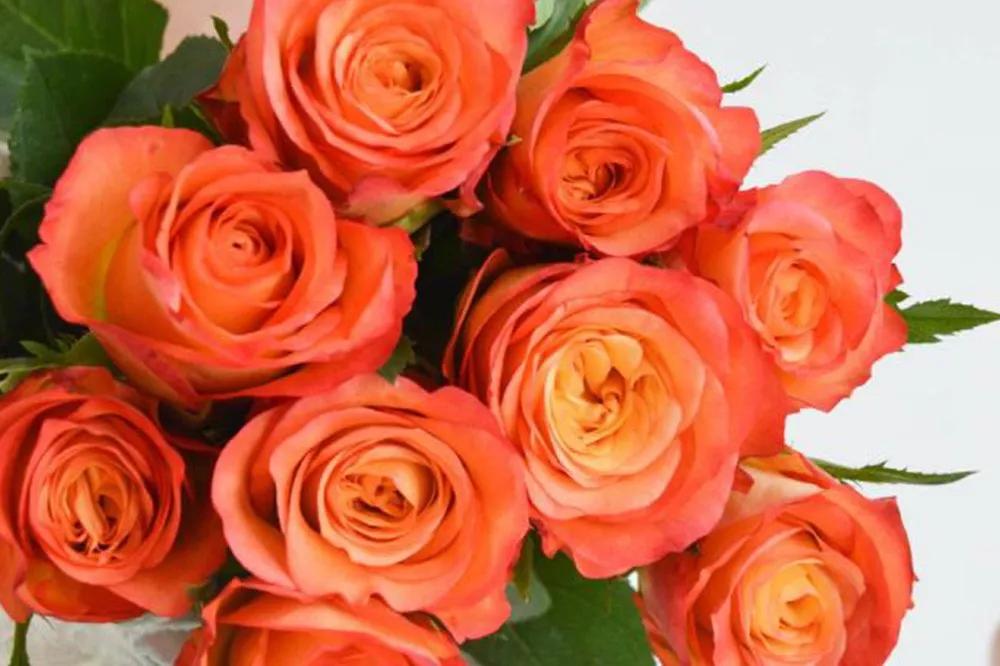 橘色玫瑰花语（一篇文章认全花店必备80种玫瑰花）