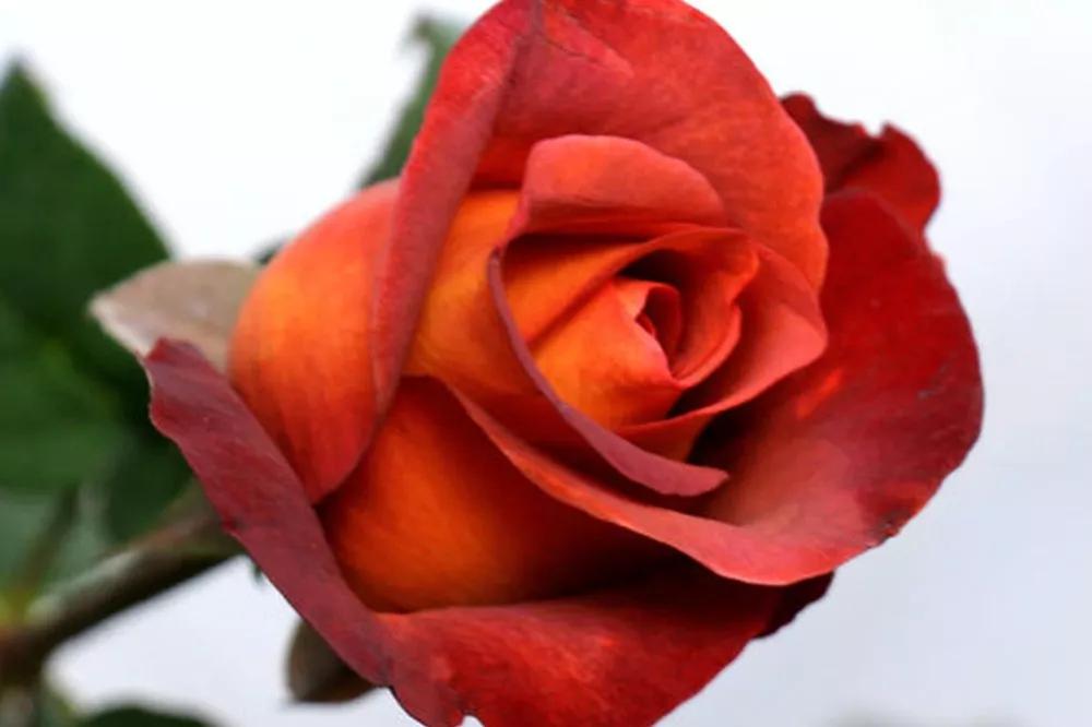 橘色玫瑰花语（一篇文章认全花店必备80种玫瑰花）