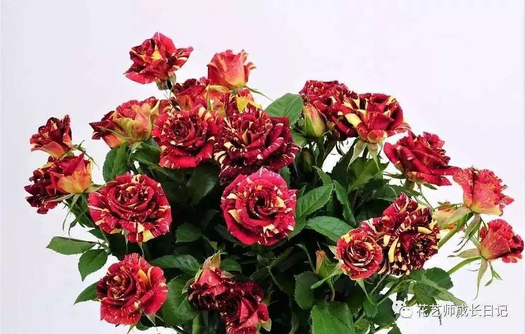 橘色玫瑰花语（一篇文章认全花店必备80种玫瑰花）