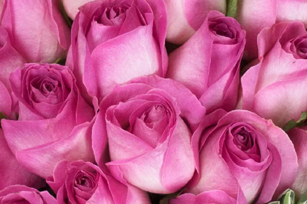 橘色玫瑰花语（一篇文章认全花店必备80种玫瑰花）