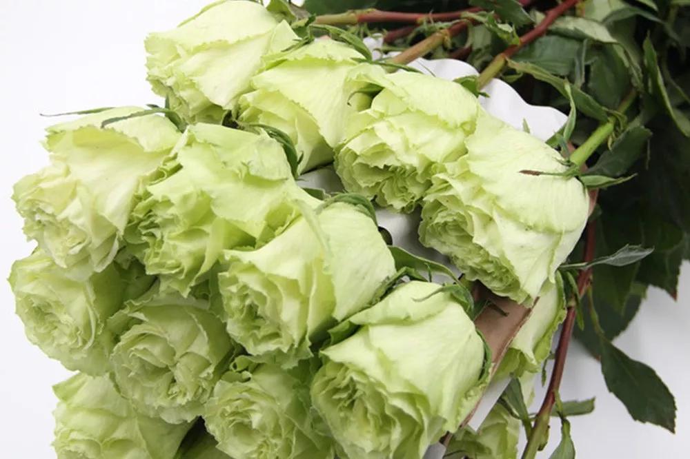 橘色玫瑰花语（一篇文章认全花店必备80种玫瑰花）