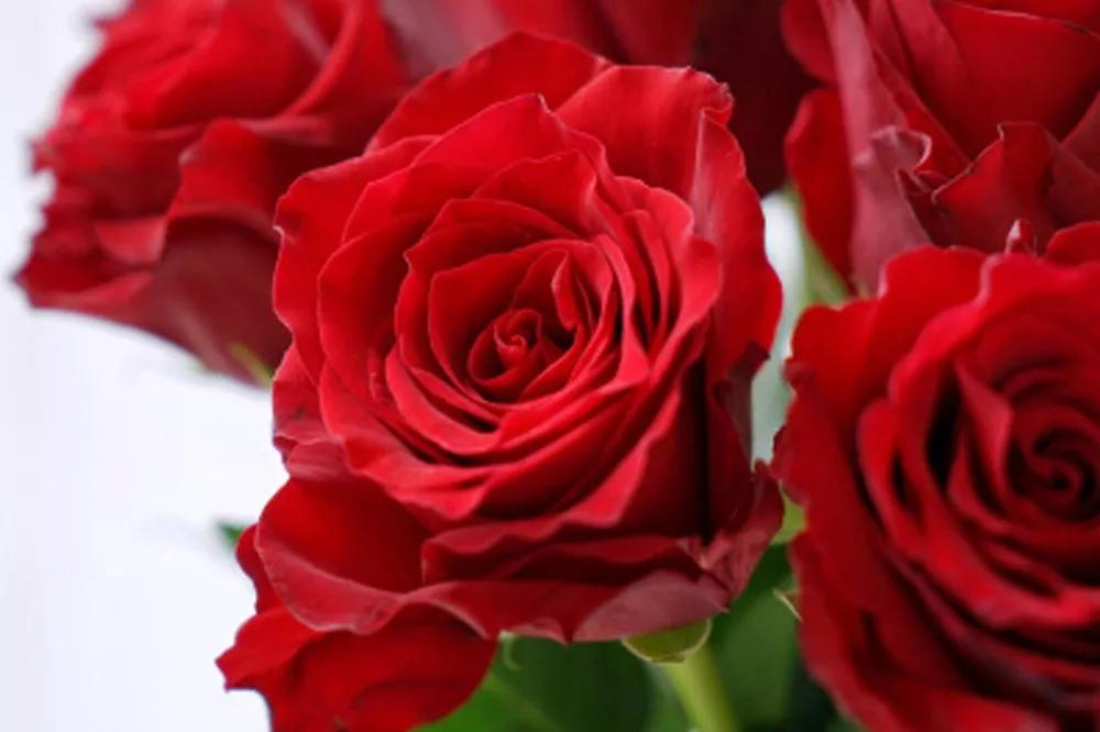 橘色玫瑰花语（一篇文章认全花店必备80种玫瑰花）