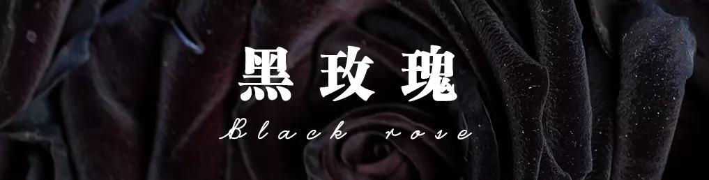 橘色玫瑰花语（一篇文章认全花店必备80种玫瑰花）