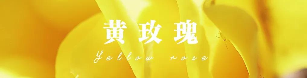 橘色玫瑰花语（一篇文章认全花店必备80种玫瑰花）