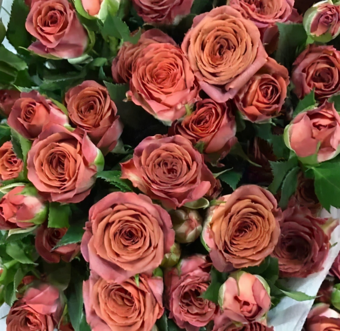 橘色玫瑰花语（一篇文章认全花店必备80种玫瑰花）