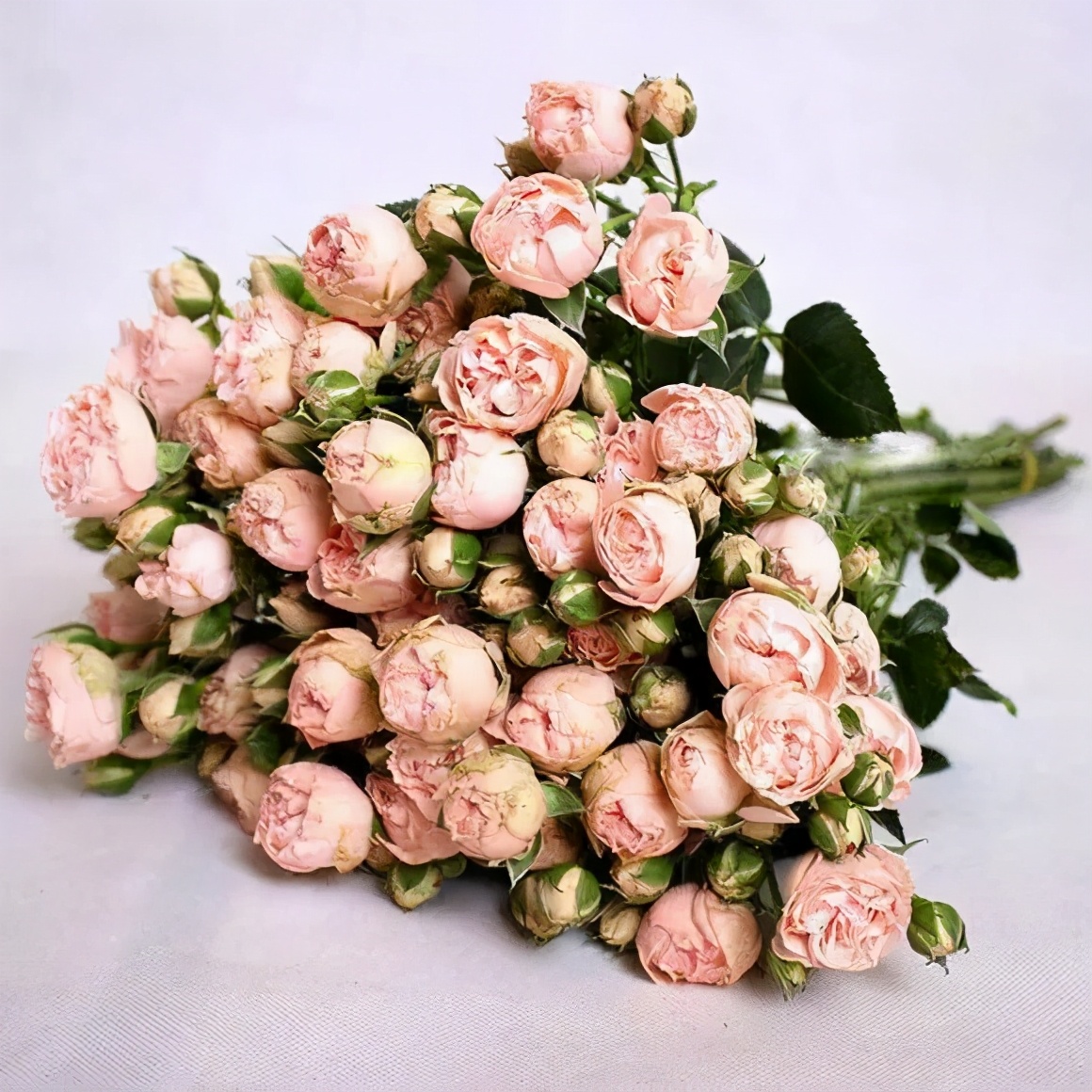 橘色玫瑰花语（一篇文章认全花店必备80种玫瑰花）