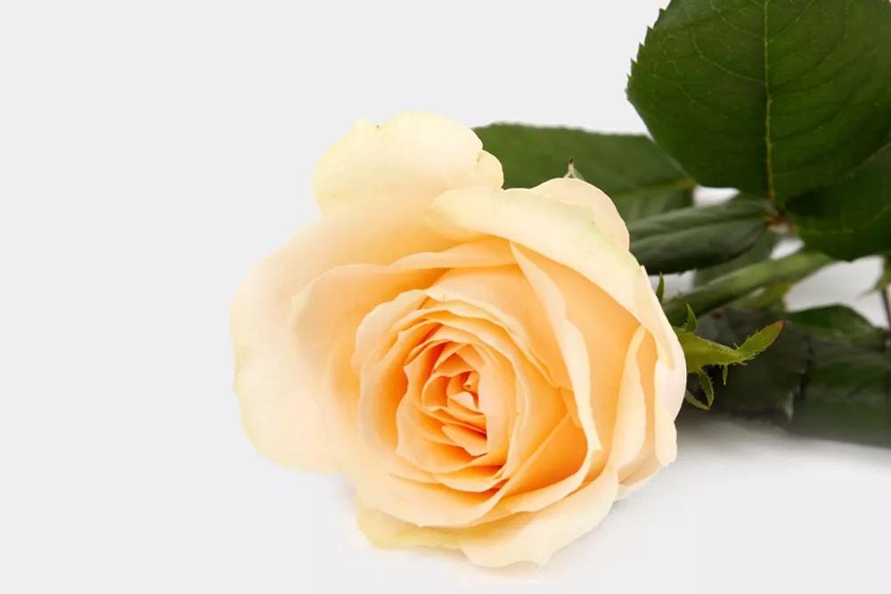 橘色玫瑰花语（一篇文章认全花店必备80种玫瑰花）