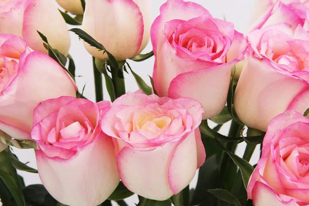 橘色玫瑰花语（一篇文章认全花店必备80种玫瑰花）