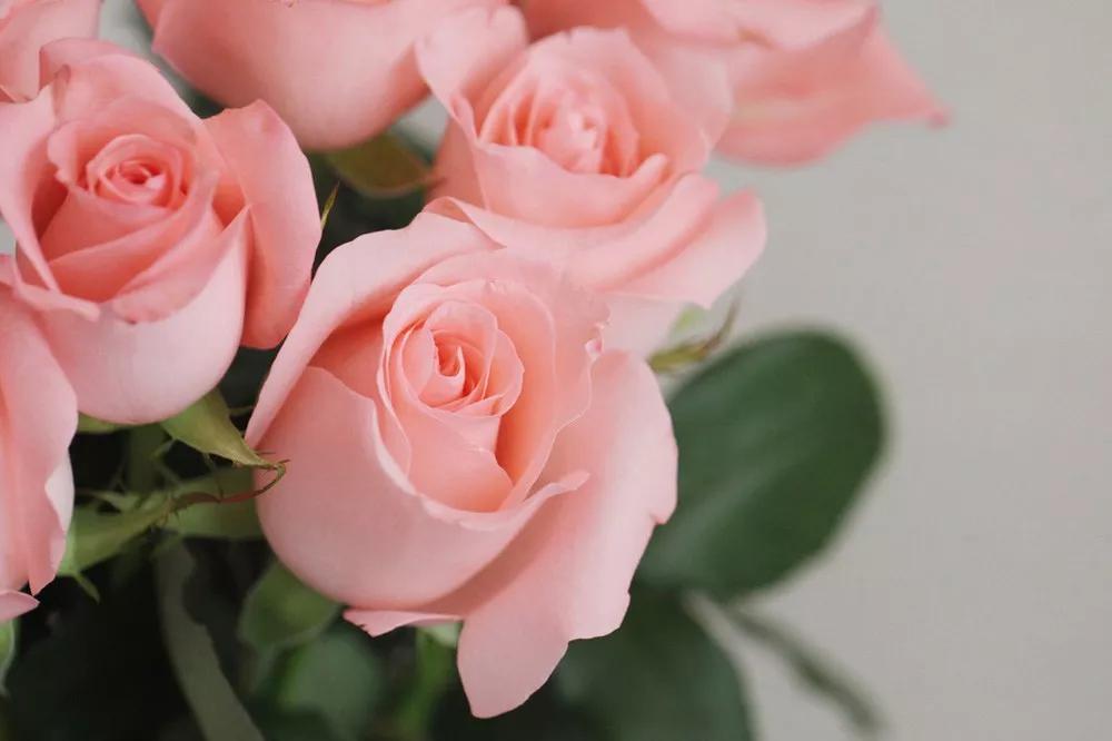 橘色玫瑰花语（一篇文章认全花店必备80种玫瑰花）