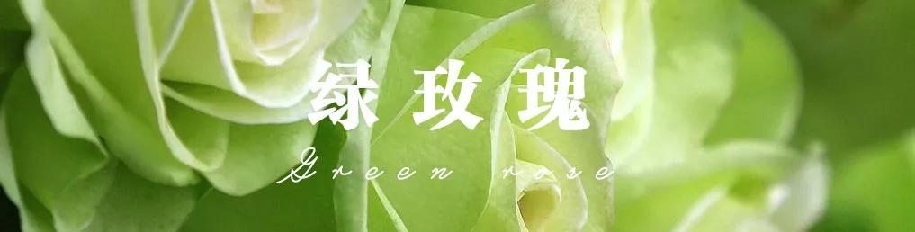 橘色玫瑰花语（一篇文章认全花店必备80种玫瑰花）