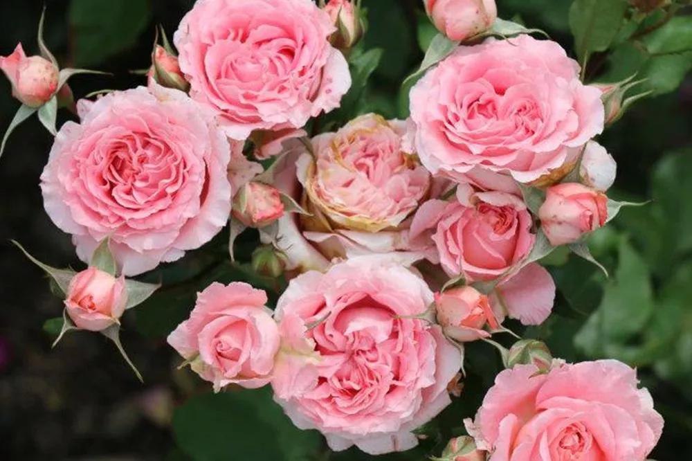 橘色玫瑰花语（一篇文章认全花店必备80种玫瑰花）