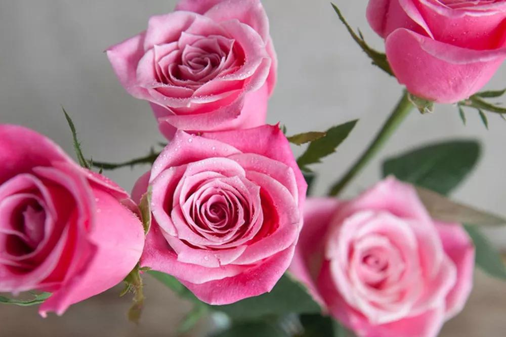 橘色玫瑰花语（一篇文章认全花店必备80种玫瑰花）