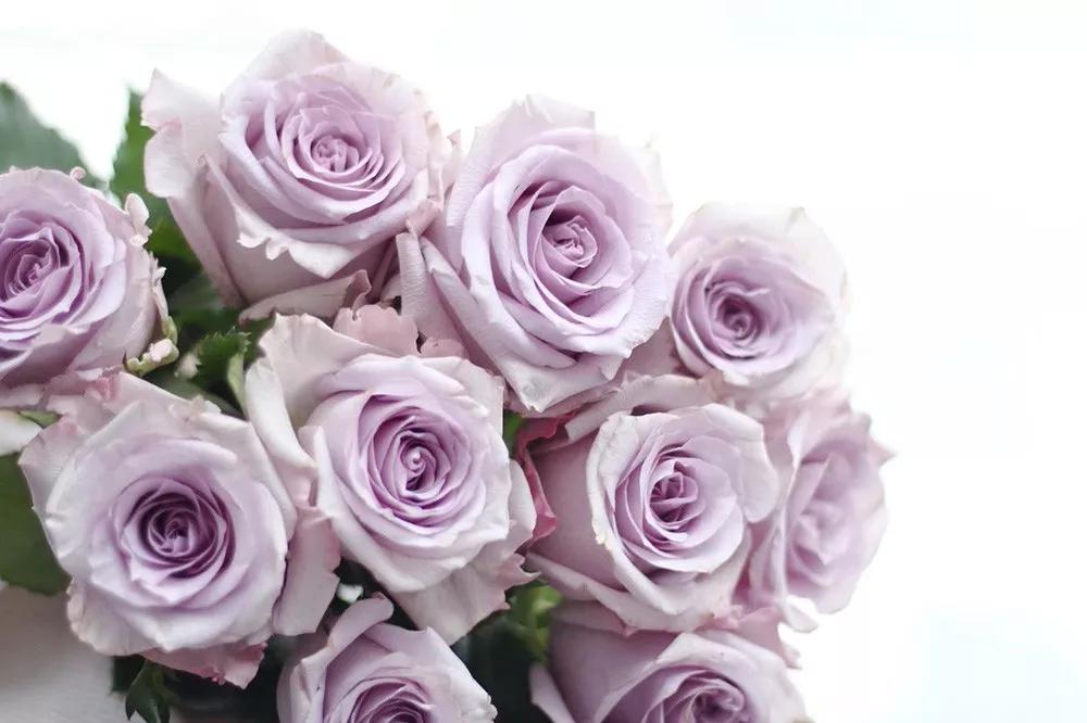 橘色玫瑰花语（一篇文章认全花店必备80种玫瑰花）