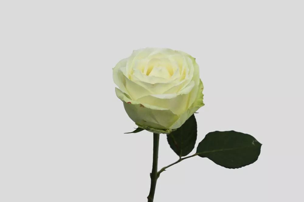 橘色玫瑰花语（一篇文章认全花店必备80种玫瑰花）