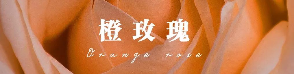 橘色玫瑰花语（一篇文章认全花店必备80种玫瑰花）