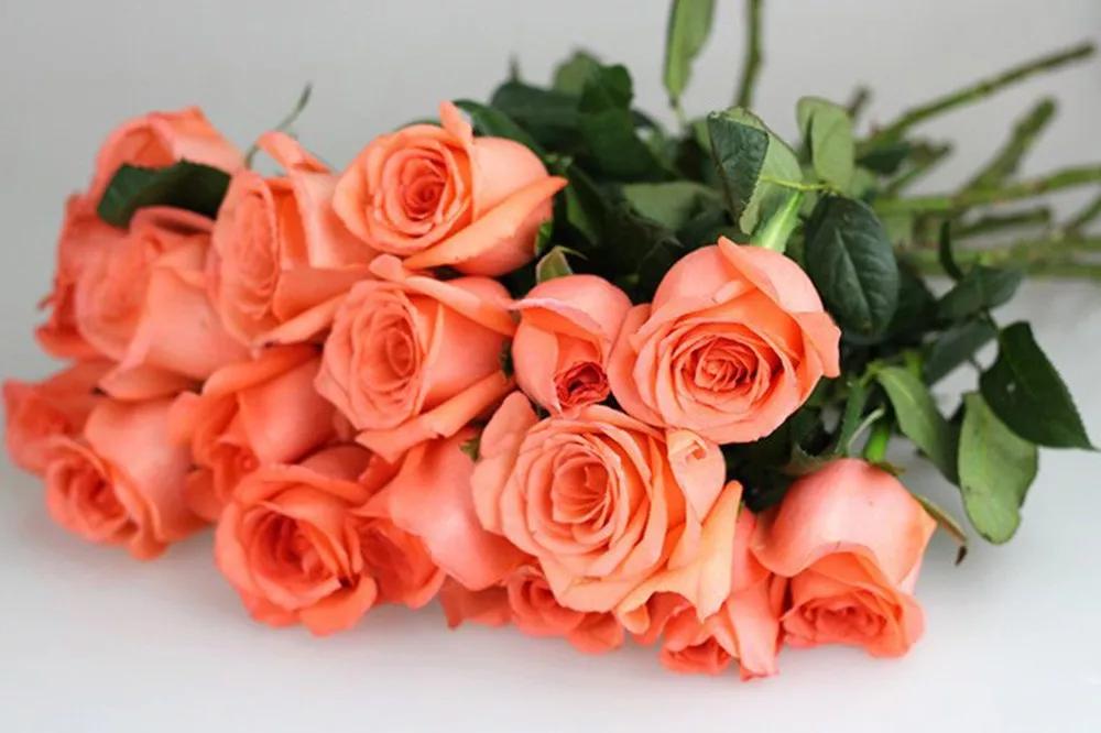 橘色玫瑰花语（一篇文章认全花店必备80种玫瑰花）