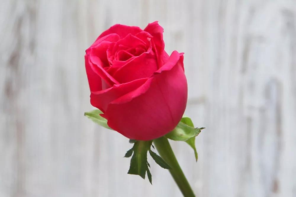 橘色玫瑰花语（一篇文章认全花店必备80种玫瑰花）