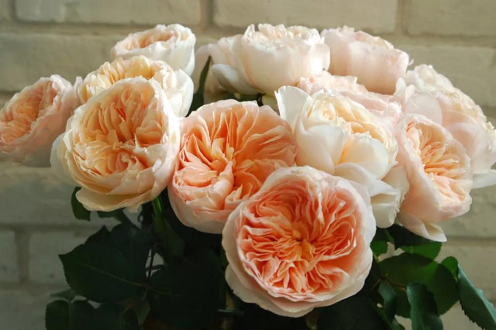 橘色玫瑰花语（一篇文章认全花店必备80种玫瑰花）