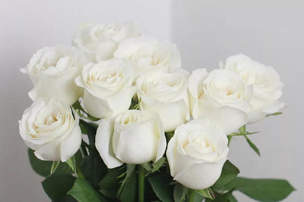 橘色玫瑰花语（一篇文章认全花店必备80种玫瑰花）