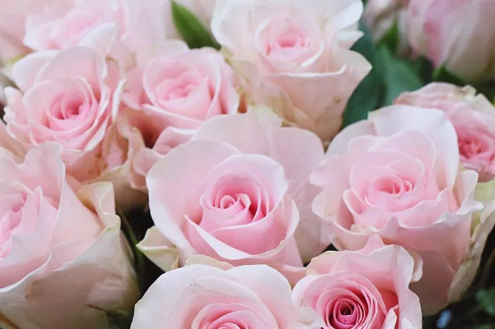 橘色玫瑰花语（一篇文章认全花店必备80种玫瑰花）